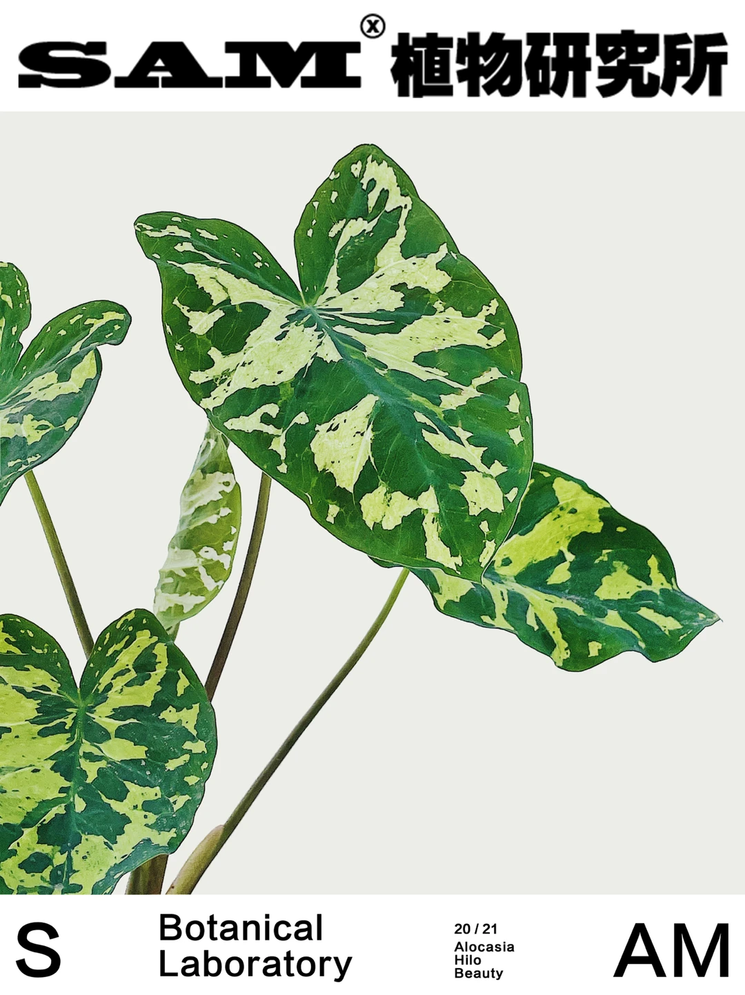 希落美人海芋｜Alocasia Hilo Beauty