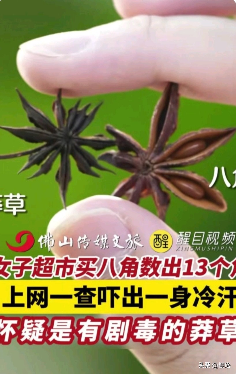 买八角数出13个角，竟是剧毒莽草！

女子在超市买回八角，一数居然有13个角，上网一查吓出一身冷汗，怀疑是有毒莽草。


咱们平时用的八角，大多7到9个角，果荚肥厚，开裂里面有种子。而莽草角更多、细长尖锐，是含有毒素的，误食会恶心呕吐，严重还会危及生命。


买香料一定要仔细分辨，不要只看名字。角特