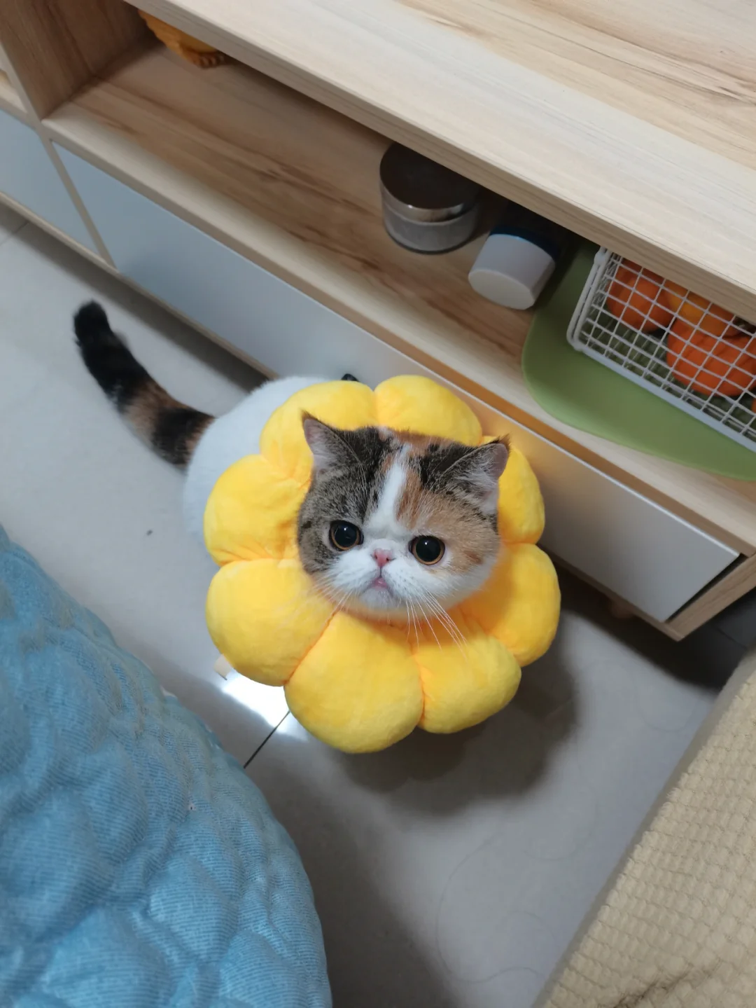 猫绝育了，会恨我吗