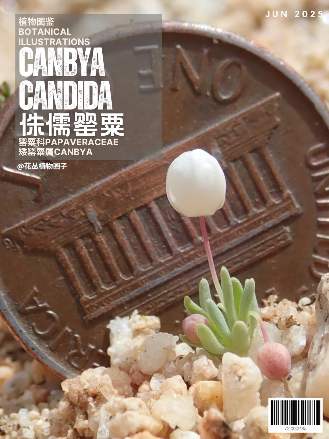 侏儒罂粟canbya candida
