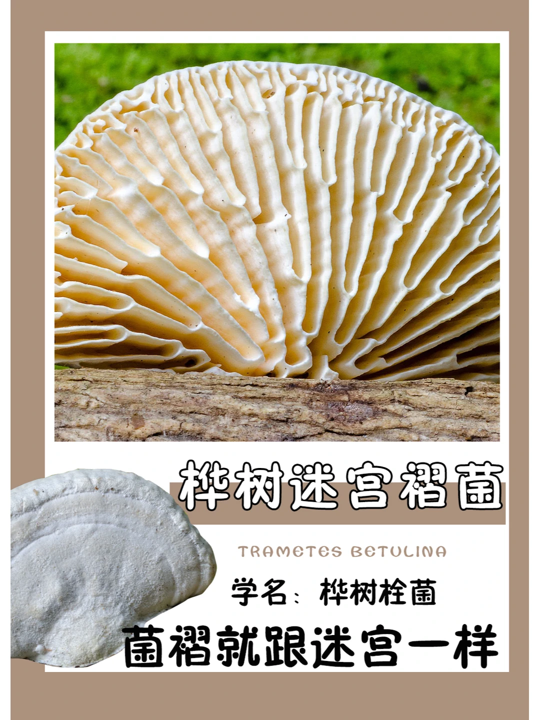 盯着菌褶看，头好晕啊~