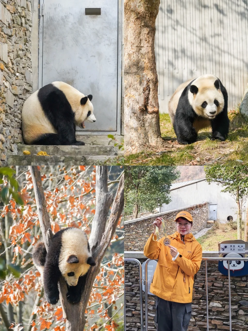 成都1.5h直达，晒太阳看熊猫海归F4🐼