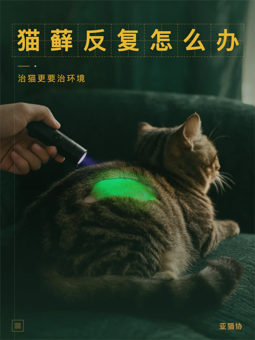 猫藓反反复复？你可能忽略了这一步
