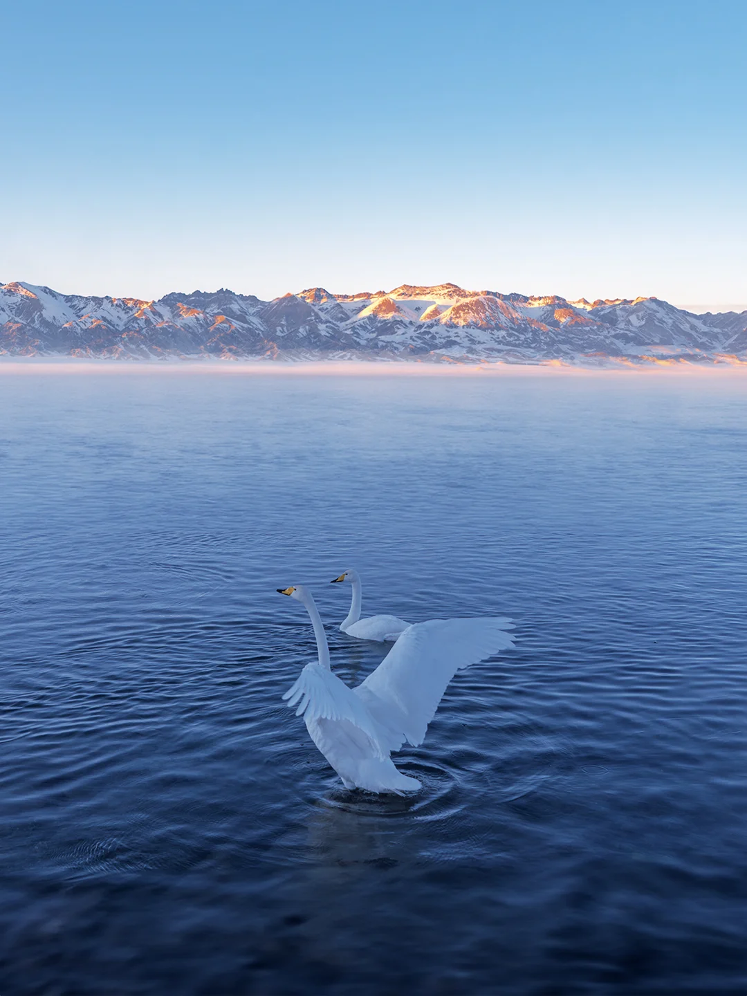 因为这一张图，彻底爱上冬日赛里木湖！