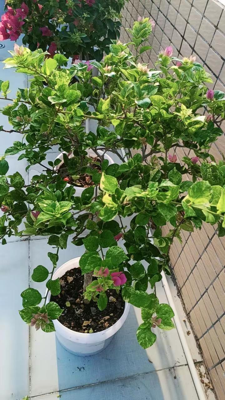 斑叶米罗，满满花苞，佩德罗距离上次开也就一个月也是花苞满枝头了，不错，自我感觉良好！看看花上班去！😀