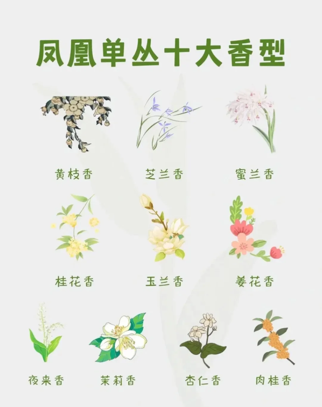 凤凰单丛茶十大香型，简单易懂！