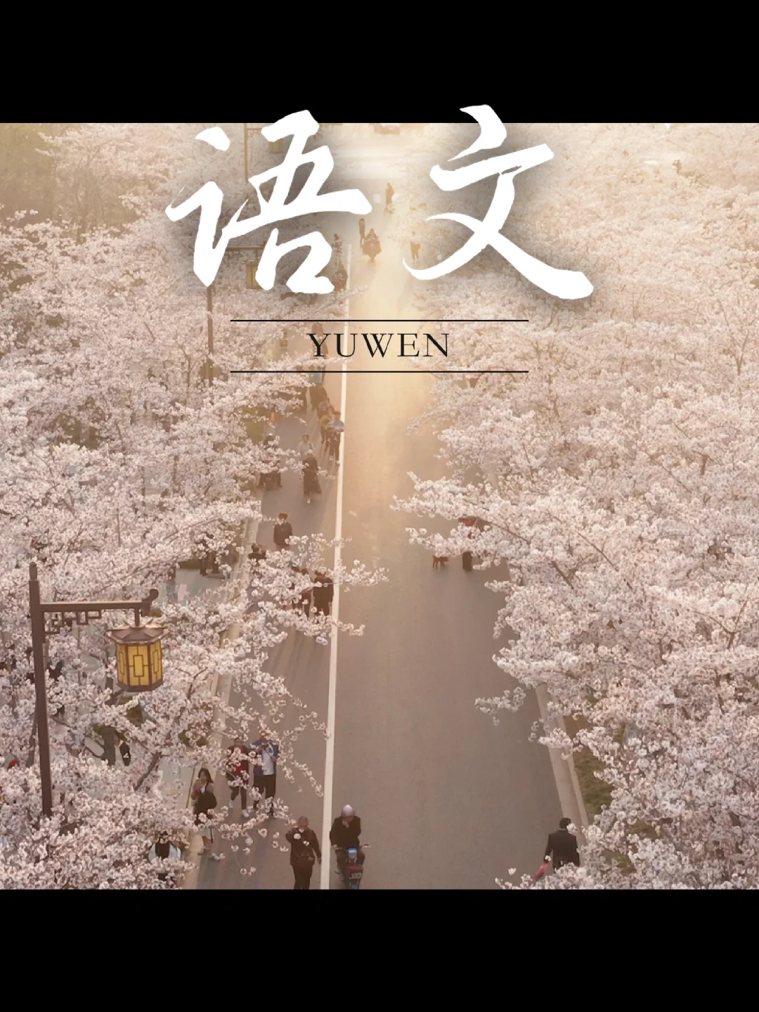 春游记 | 真的会为扬州樱花🌸心动一万次