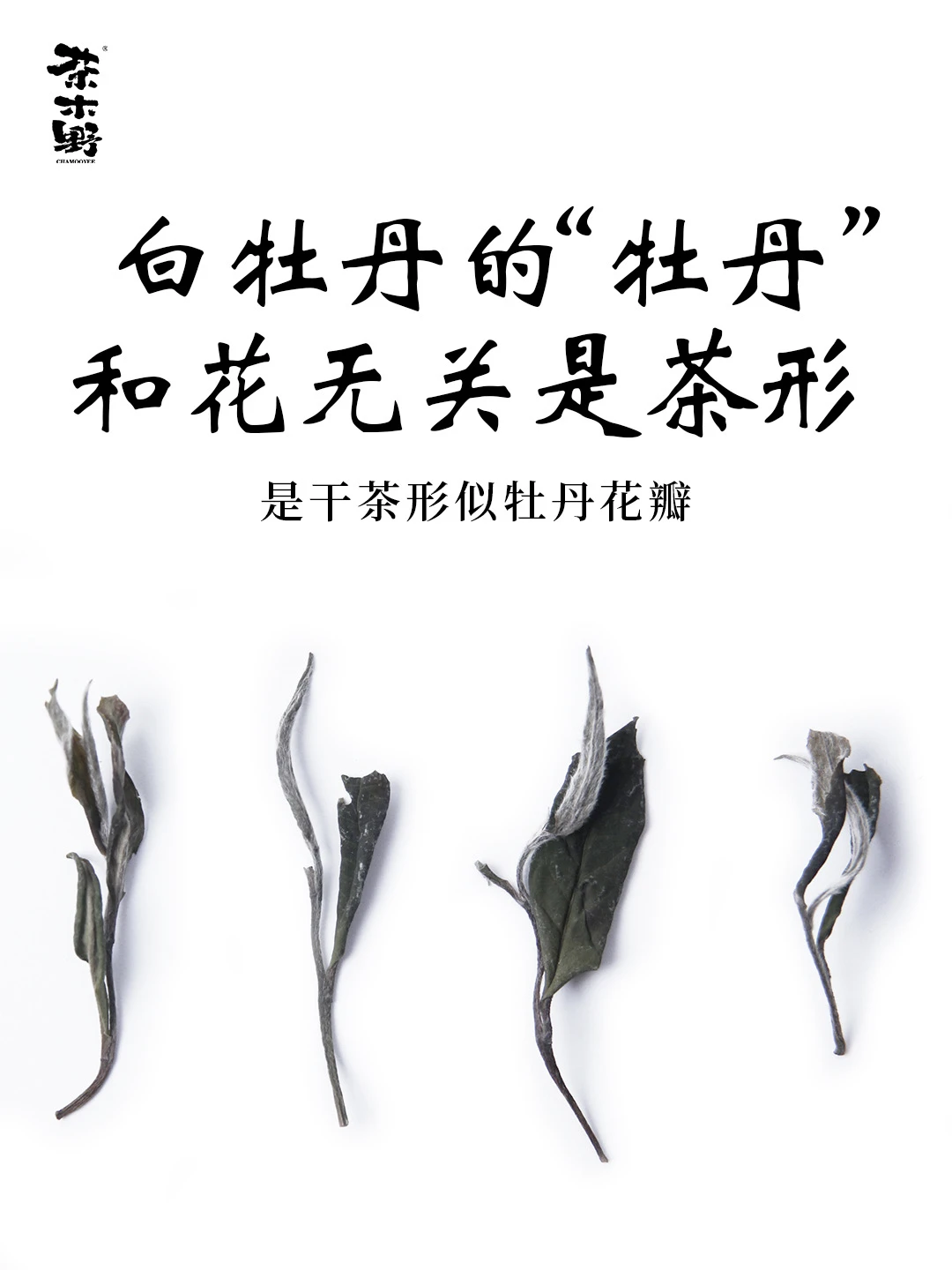 茶知识丨白牡丹不是花，是茶形