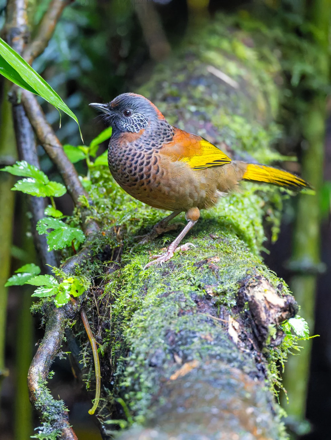 新年第一天看红头噪鹛，鸿运当头