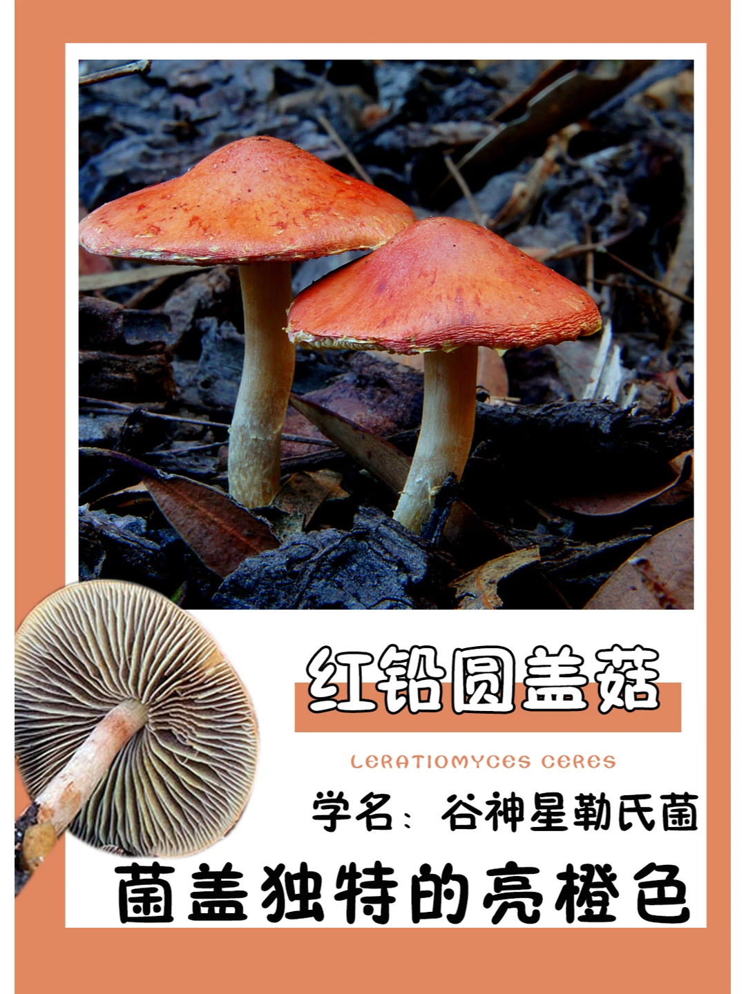 独特的亮橙色菌盖，一眼就能被发现~