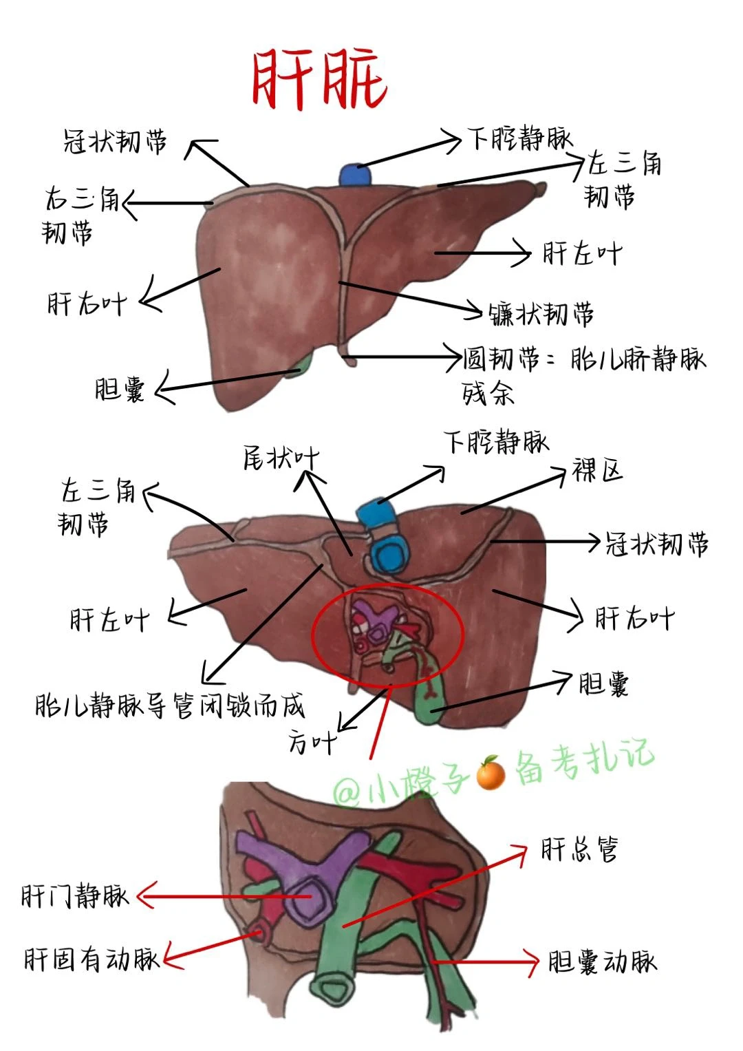 📖护师笔记｜解剖学｜肝脏🙋