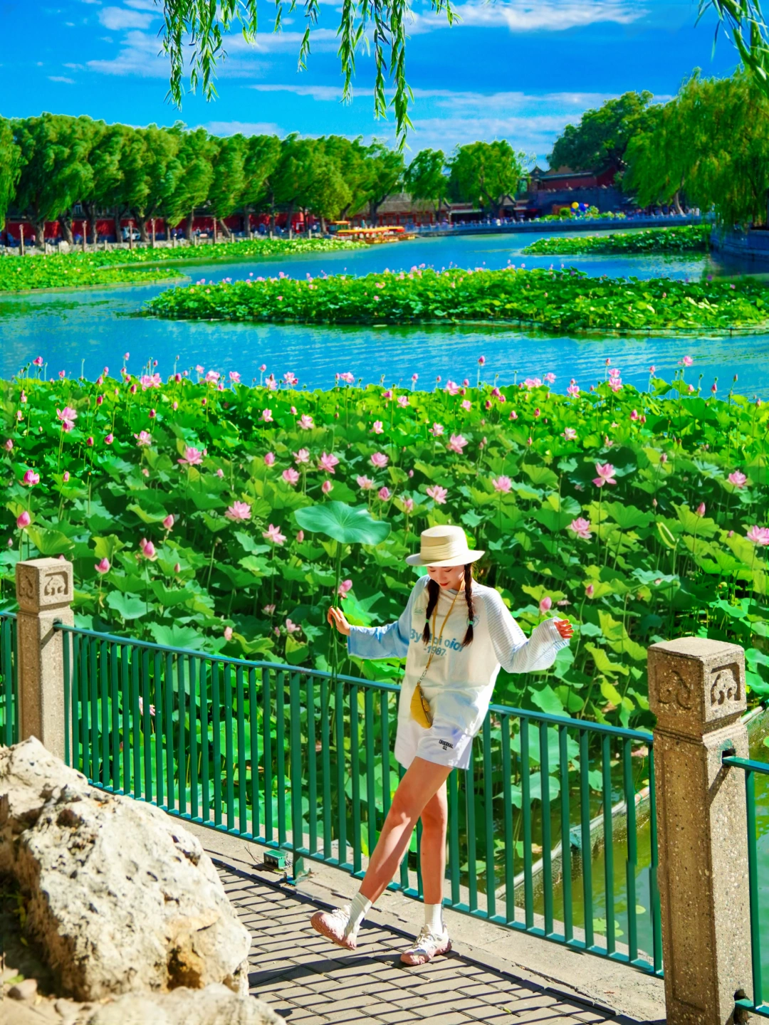 7.3Live🪷北海公园的荷花终于盛花期啦！！！