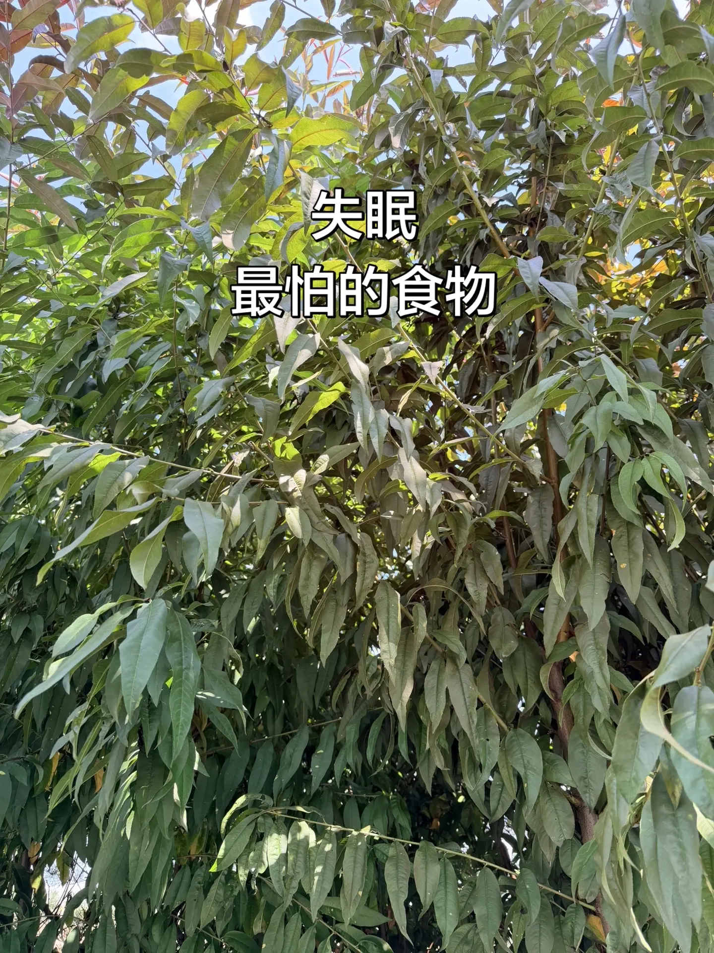 马刺还是太年轻了，关键失误&amp;绝杀不中，马刺主场再负尼克斯尼克斯2比0马刺  尼克斯105比104险胜马刺 文班亚马错失绝杀倪海厦