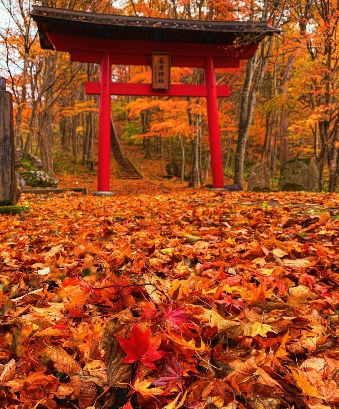 日本宫城县|距离产生美产生诗歌和艺术