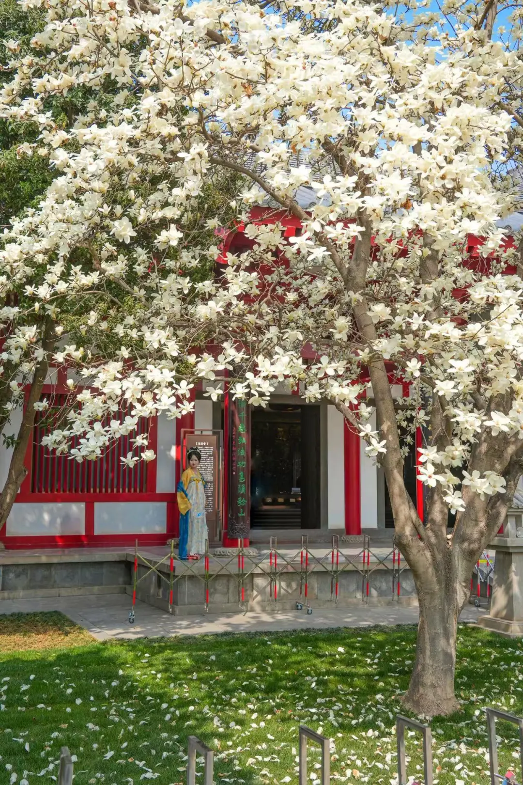 3.12大雁塔的白玉兰…开爆了！太震撼了！！ 谁懂这一刻的含金量！ 现...