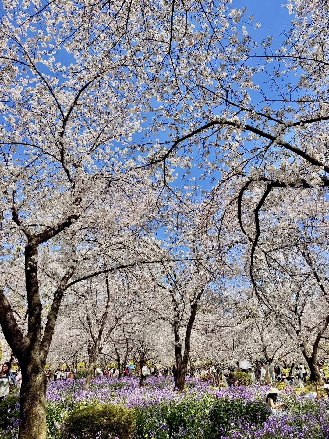 3.28实况！！武汉东湖樱花园杀疯了！！