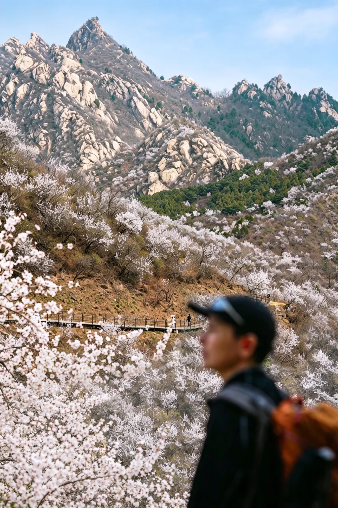望宝川 | 北京的十里桃花🌸已经开满山了❗