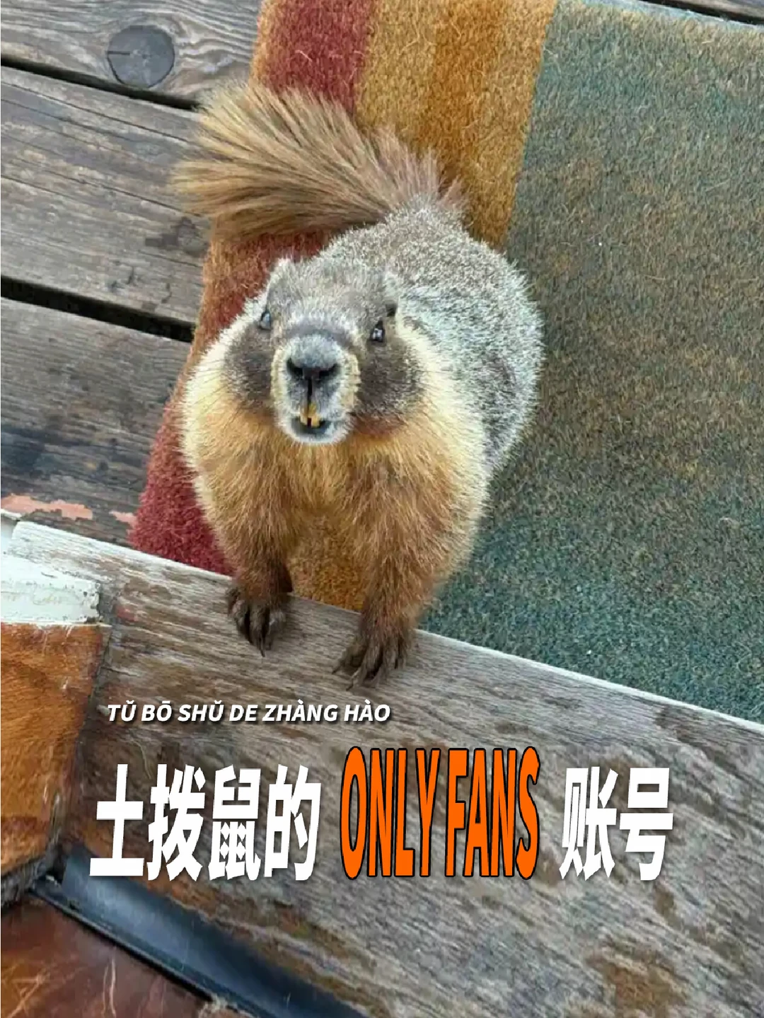 生活所迫！土拨鼠们开设了OnlyFans账号