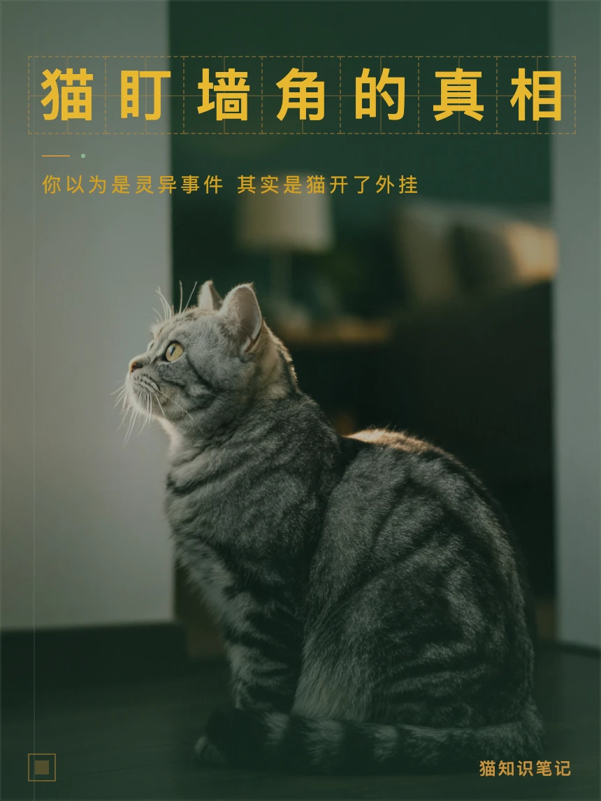 猫盯着墙角看 它在听什么 五个科学原因