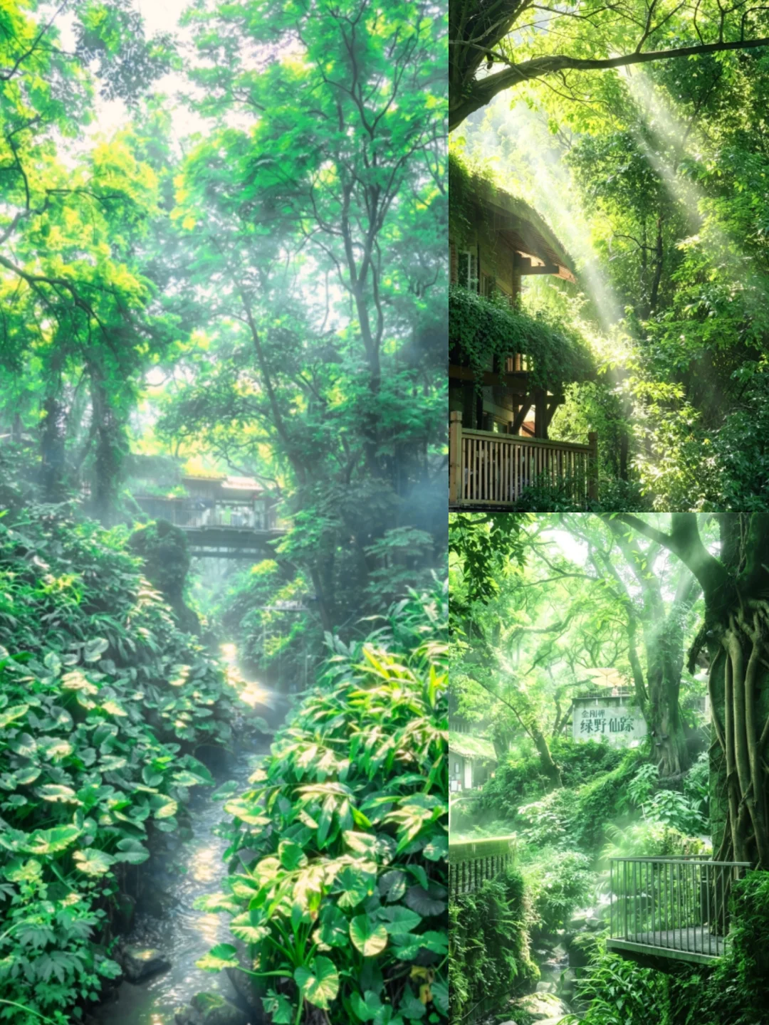 重庆的森林秘境｜误入绿野仙踪🪴