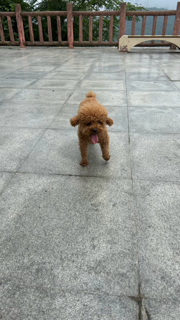 小狗像我飞奔而来[色] ​​​