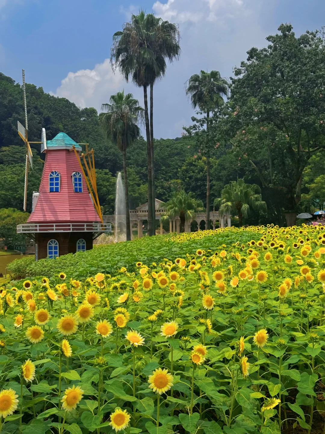 8.16实况🌻广州莫奈花园的奶油向日葵太美了