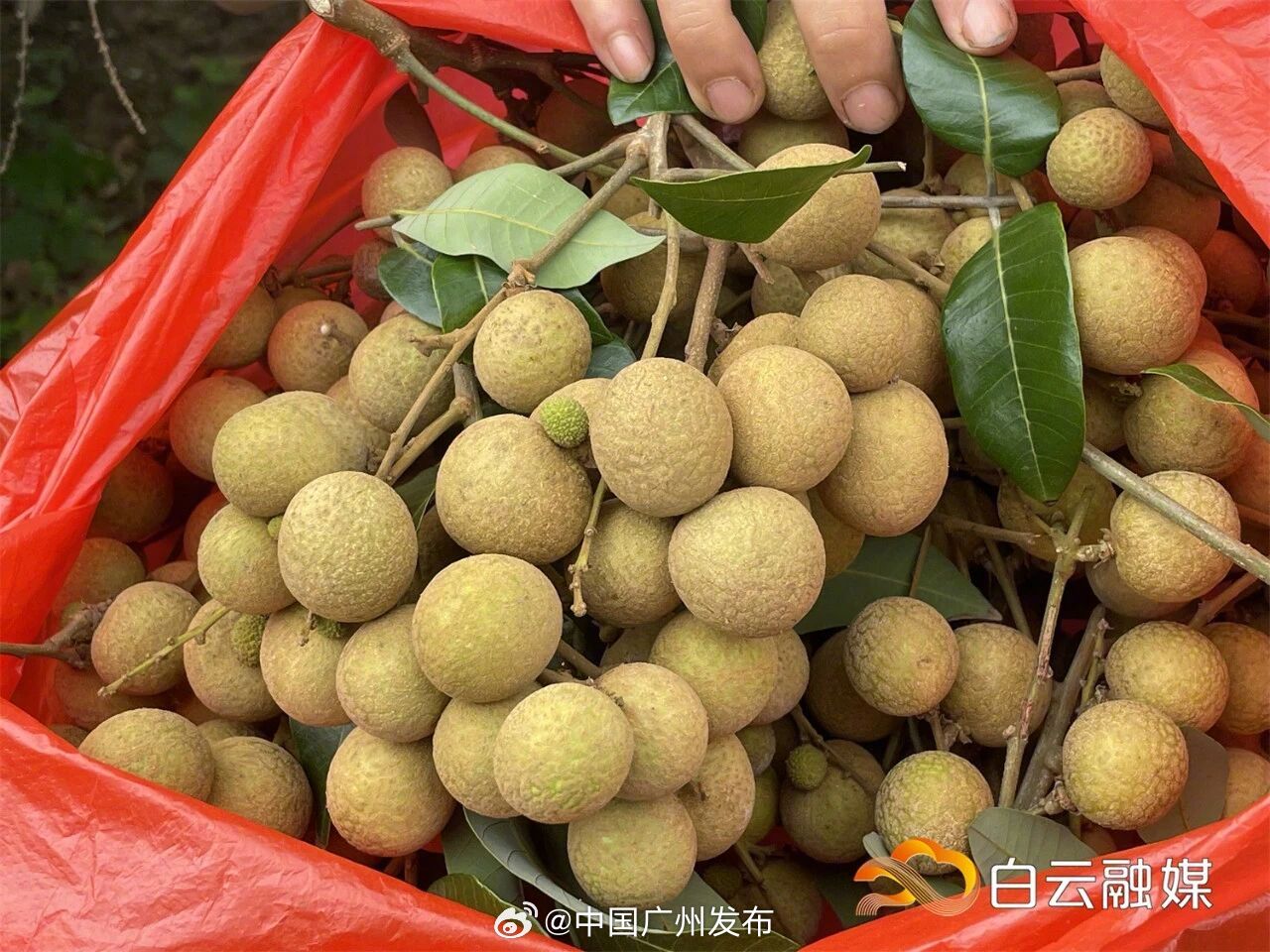 广式生活【一口爆汁！白云5500亩龙眼甜蜜上市】一口爆汁的夏日快乐来袭...
