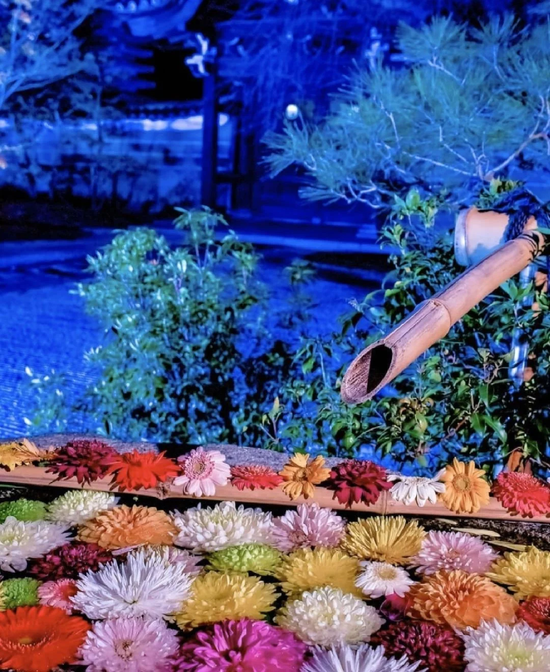 日本京都|要赏樱花、枫叶美景，选这里！