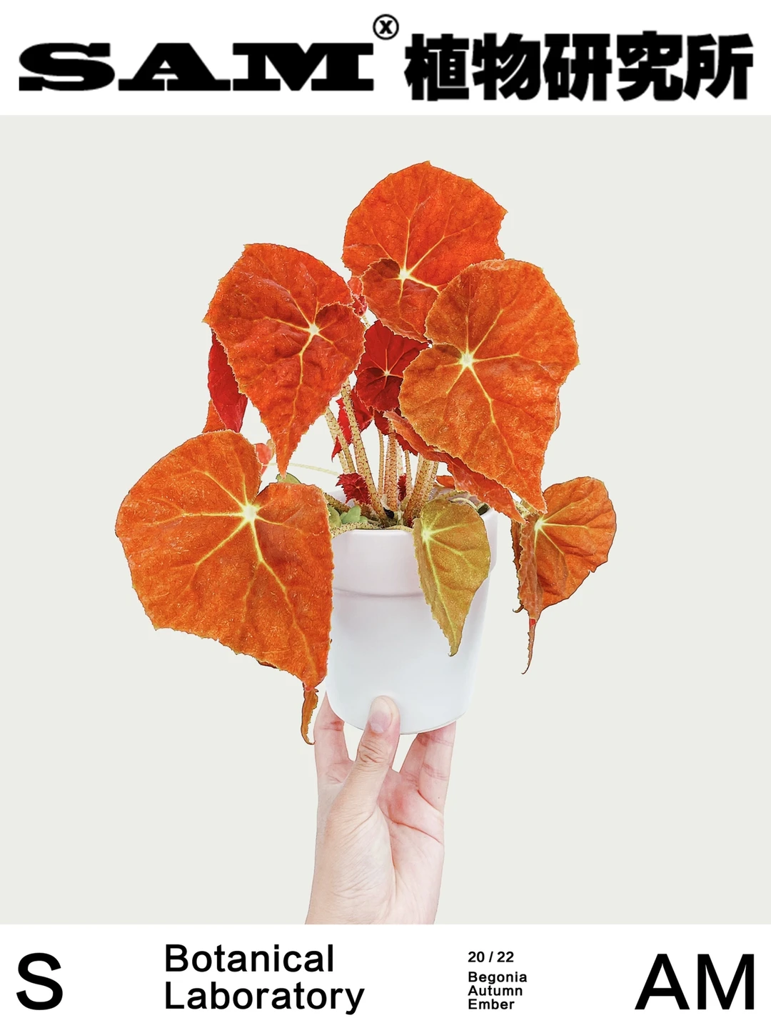 秋之华秋海棠丨Begonia Autumn Ember