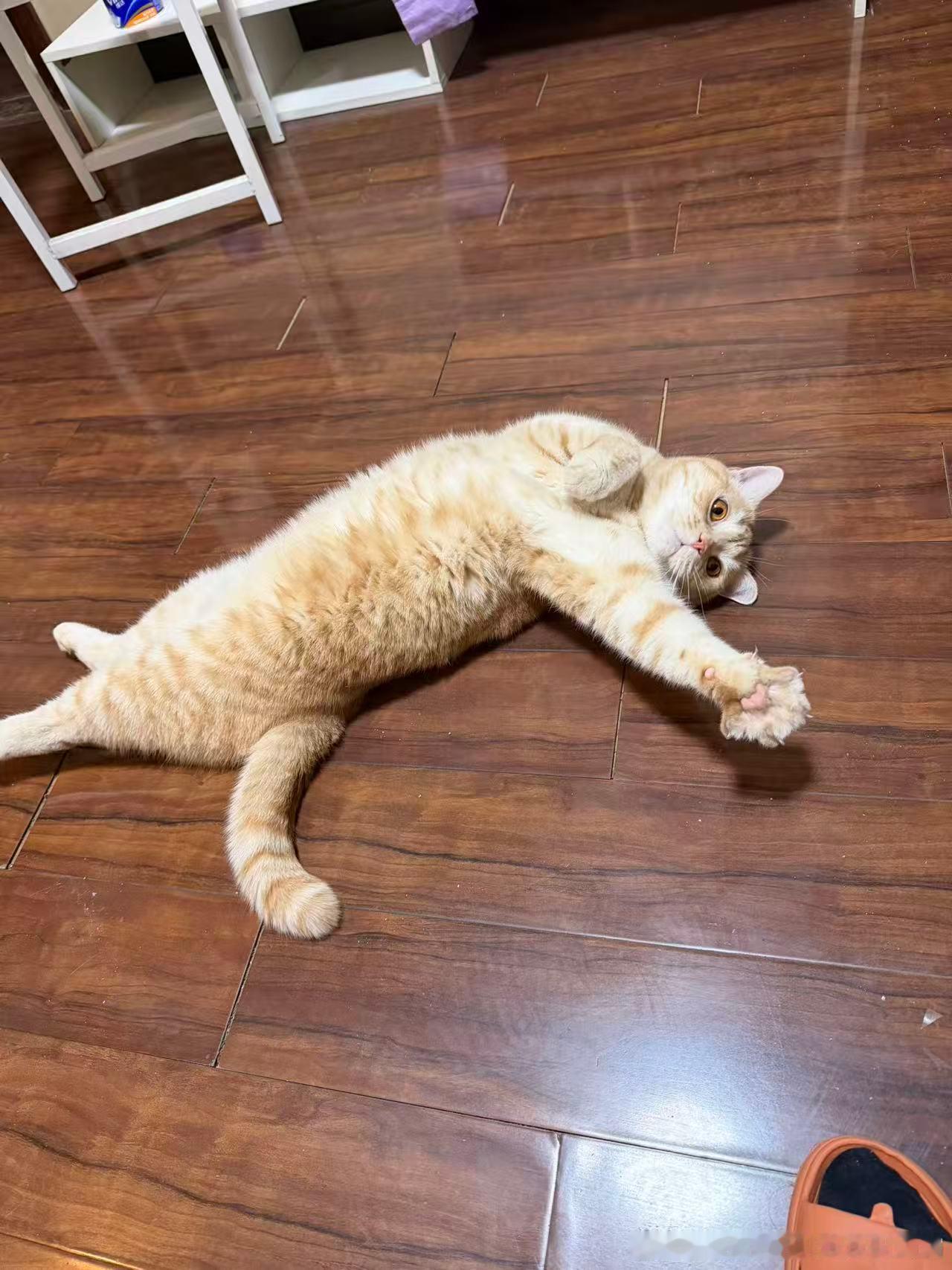 无偿免费领养猫咪 给猫猫在上海找个家
养猫人天塌了，猫毛过敏，没办法继续养
现无偿送养，寻找真心爱猫人士
✅年龄：3岁7个月
✅品种：大橘+英短串串
✅性别：公
✅疫苗：猫三联、狂犬疫苗都接种过
✅健康状况：身体健康，已绝育
✅生活习惯：非常好，从不乱拉乱尿，不抓窗帘
✅性格：超级好，很亲人 ​