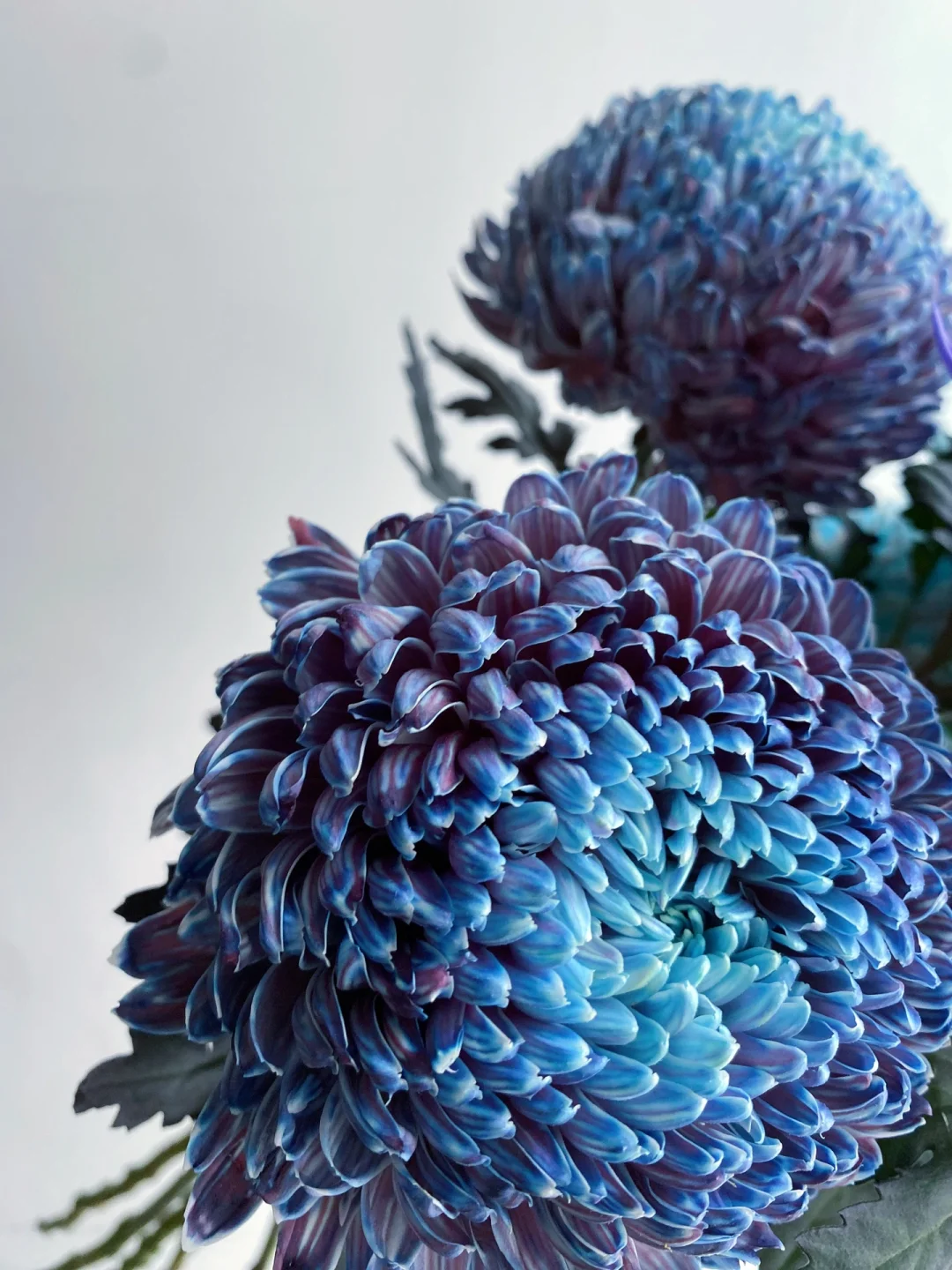 带你每天认识一种花材202｜蓝紫吸色牡丹菊