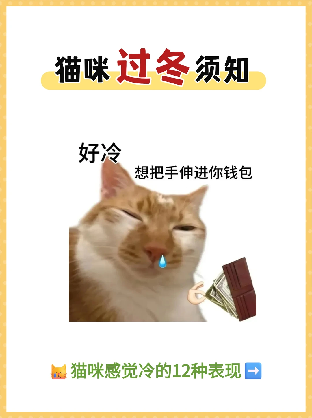 ⚠️发现这12种表现，说明猫咪已经很冷了❗
