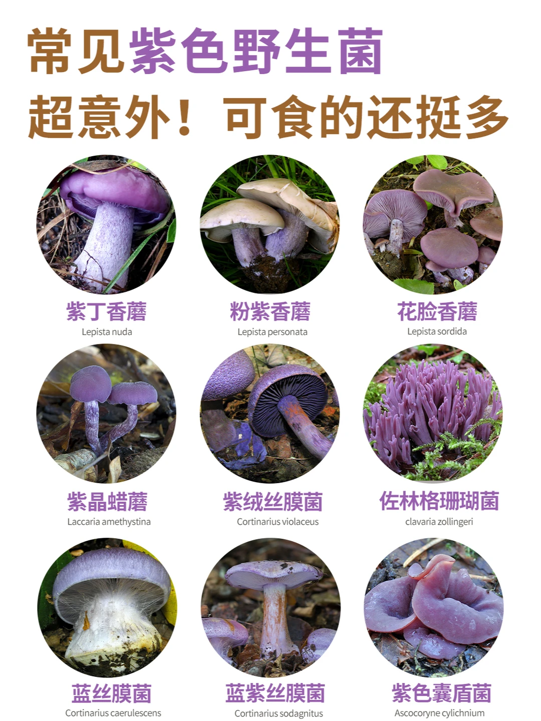 常见的紫色野生菌，又好看又好吃