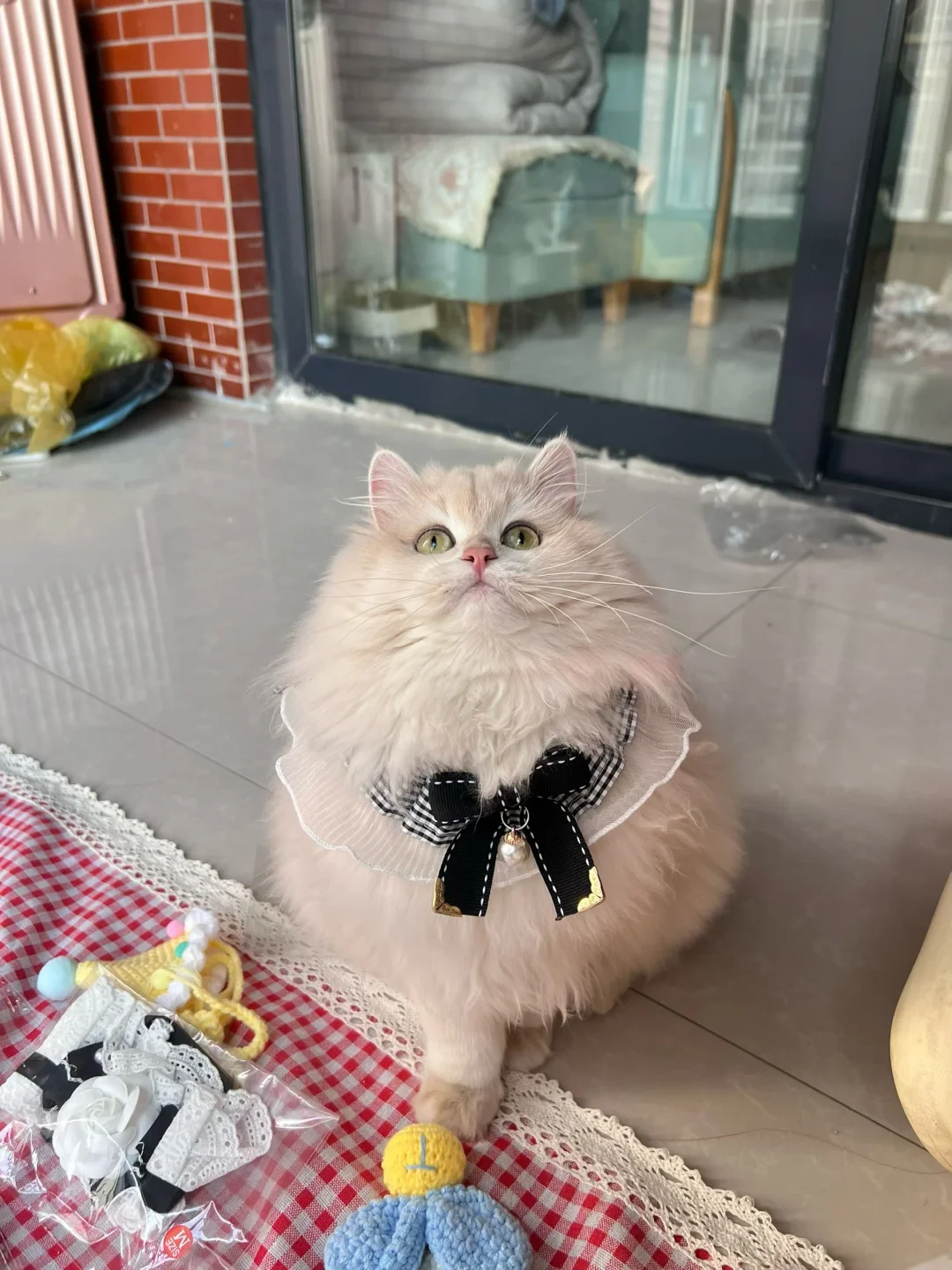 猫猫我啊 是仙女呢😎