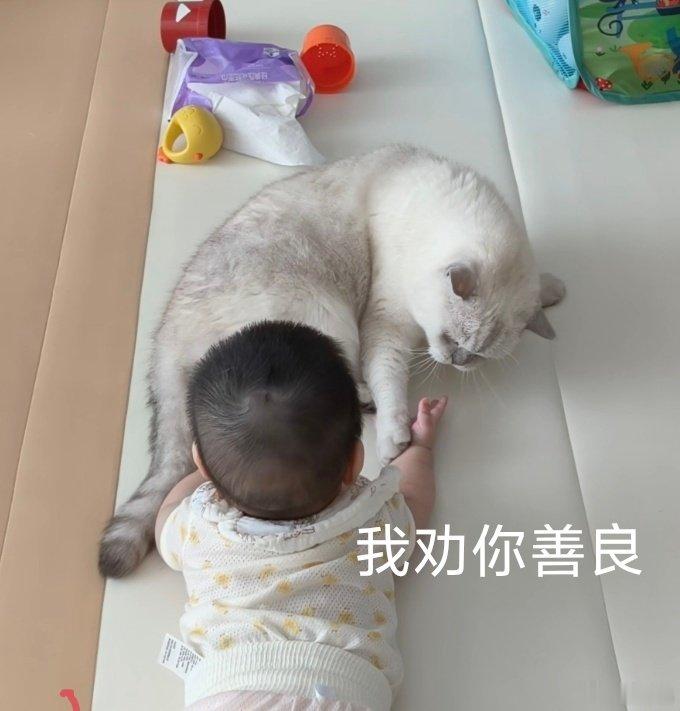🐱mimo👶 ​