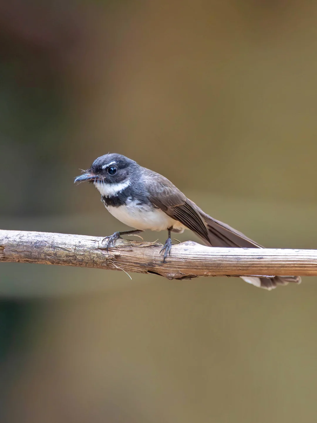 斑扇尾鹟是个大眼萌