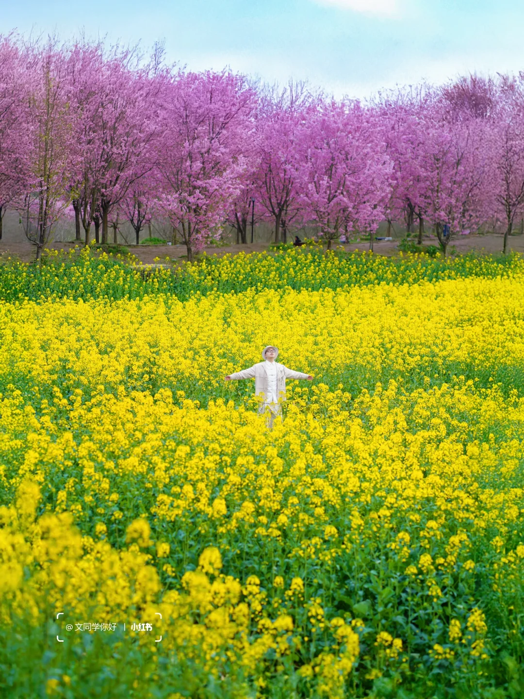 去青城山下玩别忘记拍樱花油菜花同框！