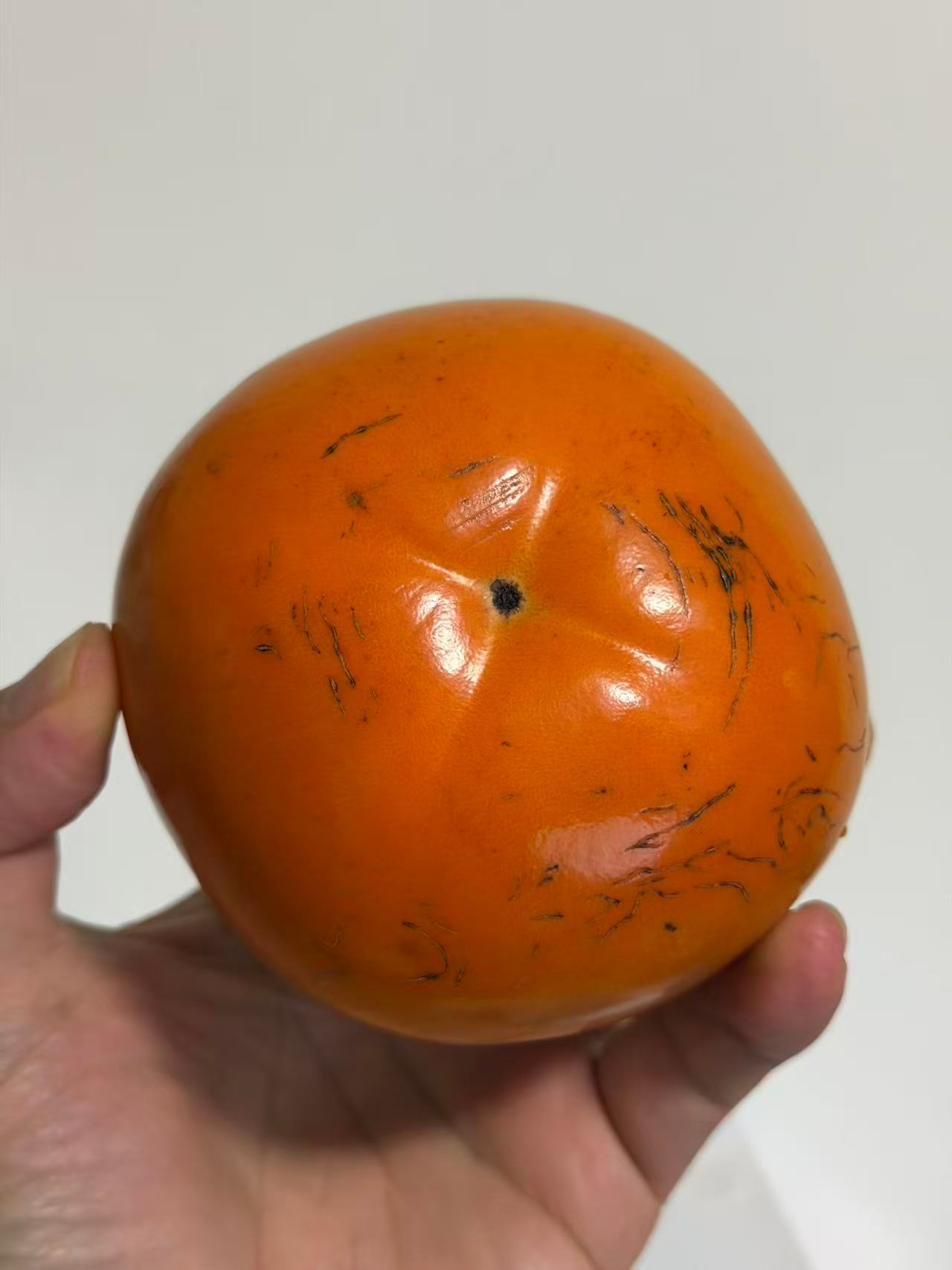 漫行草木间 风里已经裹着桂香的余温时，枝桠上的柿子就悄悄红透了；摘下最饱满的那一颗，咬开的瞬间脆甜的汁水漫开，像把整个秋日的暖阳都含进了嘴里；遇见美好 柿子全球品种近千，中国栽培史超三千年，按脱涩核心分甜柿、涩柿；人间烟火 甜柿如罗田甜柿、富有、次郎等脆甜即食；涩柿如磨盘柿、火晶柿等宜加工或软食；特殊品种龙爪柿枝条盘曲如龙爪，四季成景、果实软糯，集观赏与食用于一身；