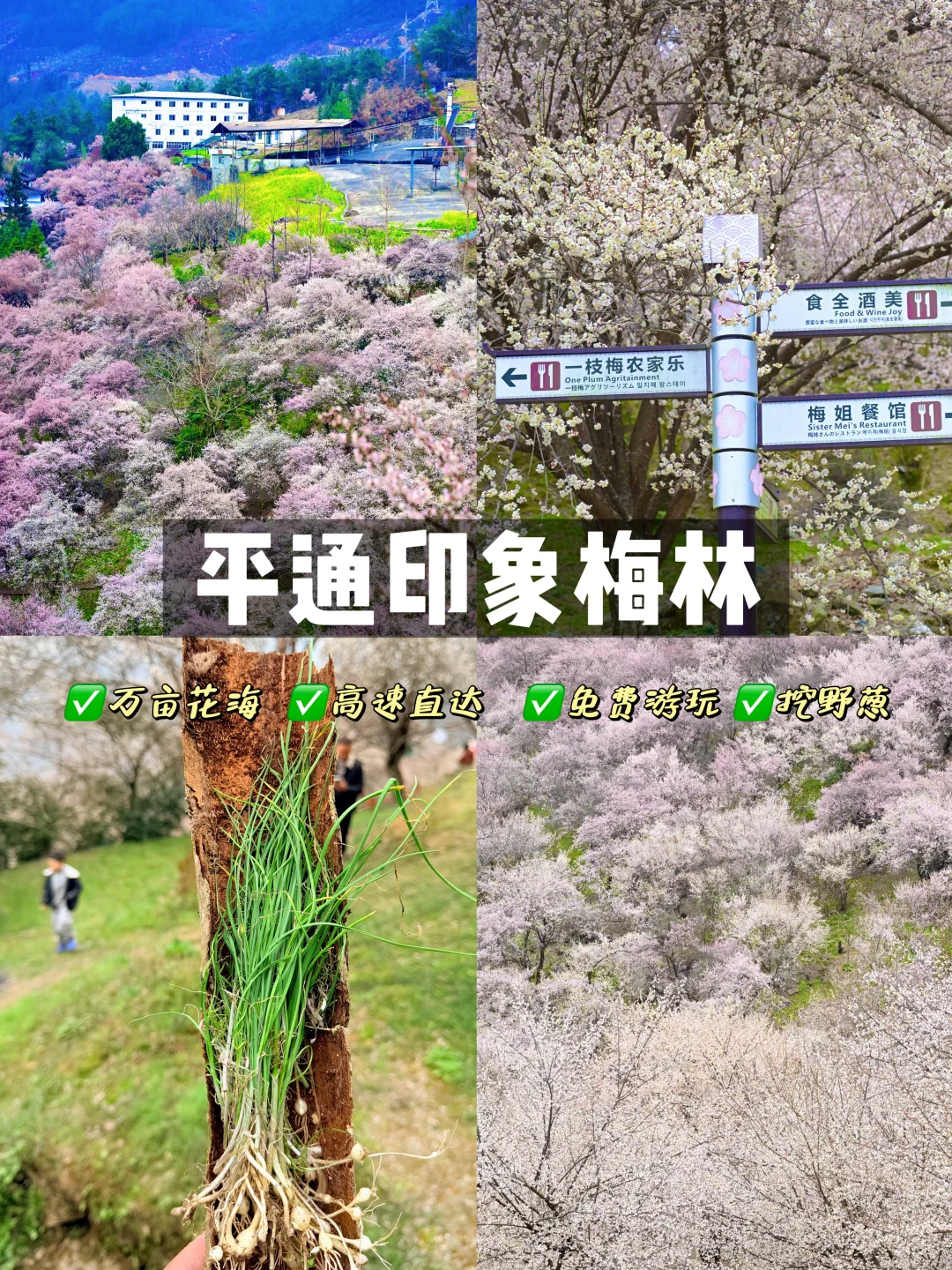 深山秘境平通梅林‼️万亩梅花里的世外桃源