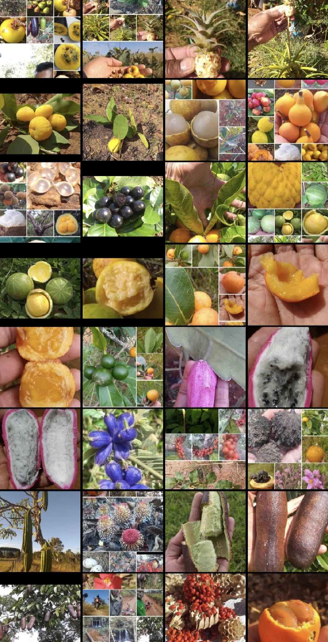 巴西塞拉多稀树草原！！！水果篇