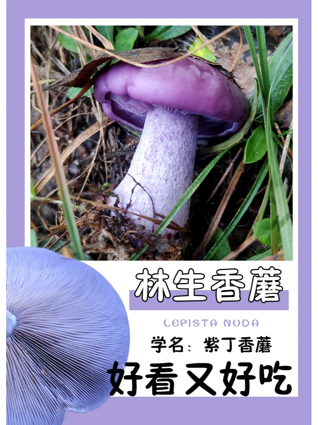 奇怪了，紫色的蘑菇很多都可以吃~