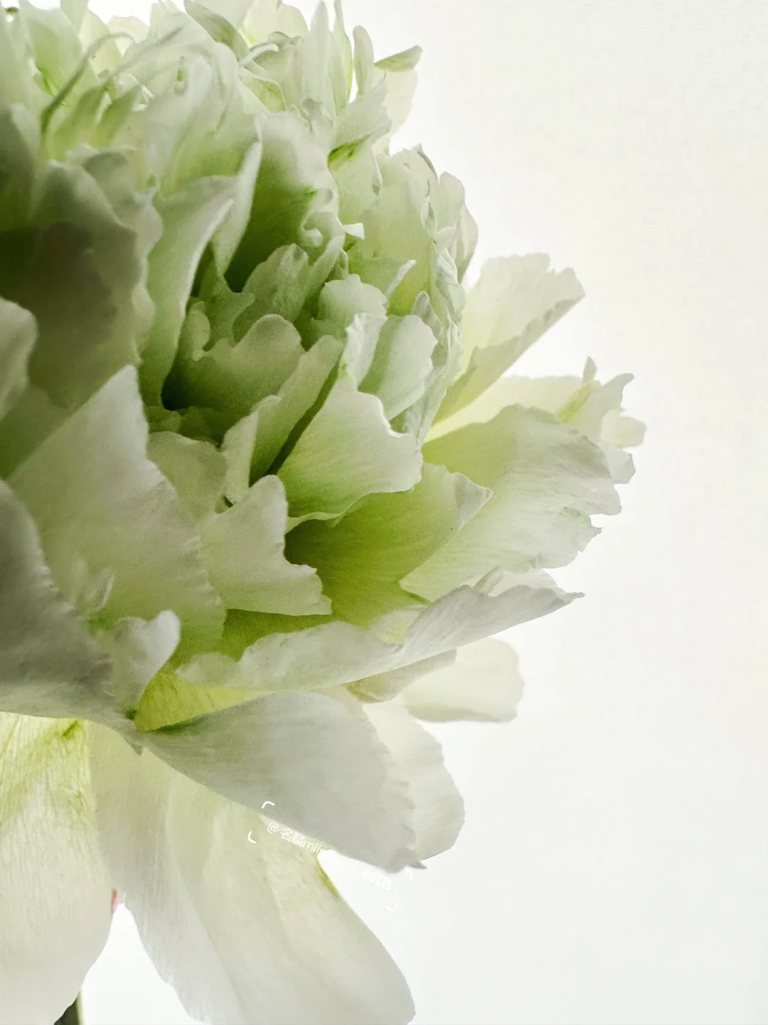 吸色芍药｜“在你眼底窥见盈盈绿海”