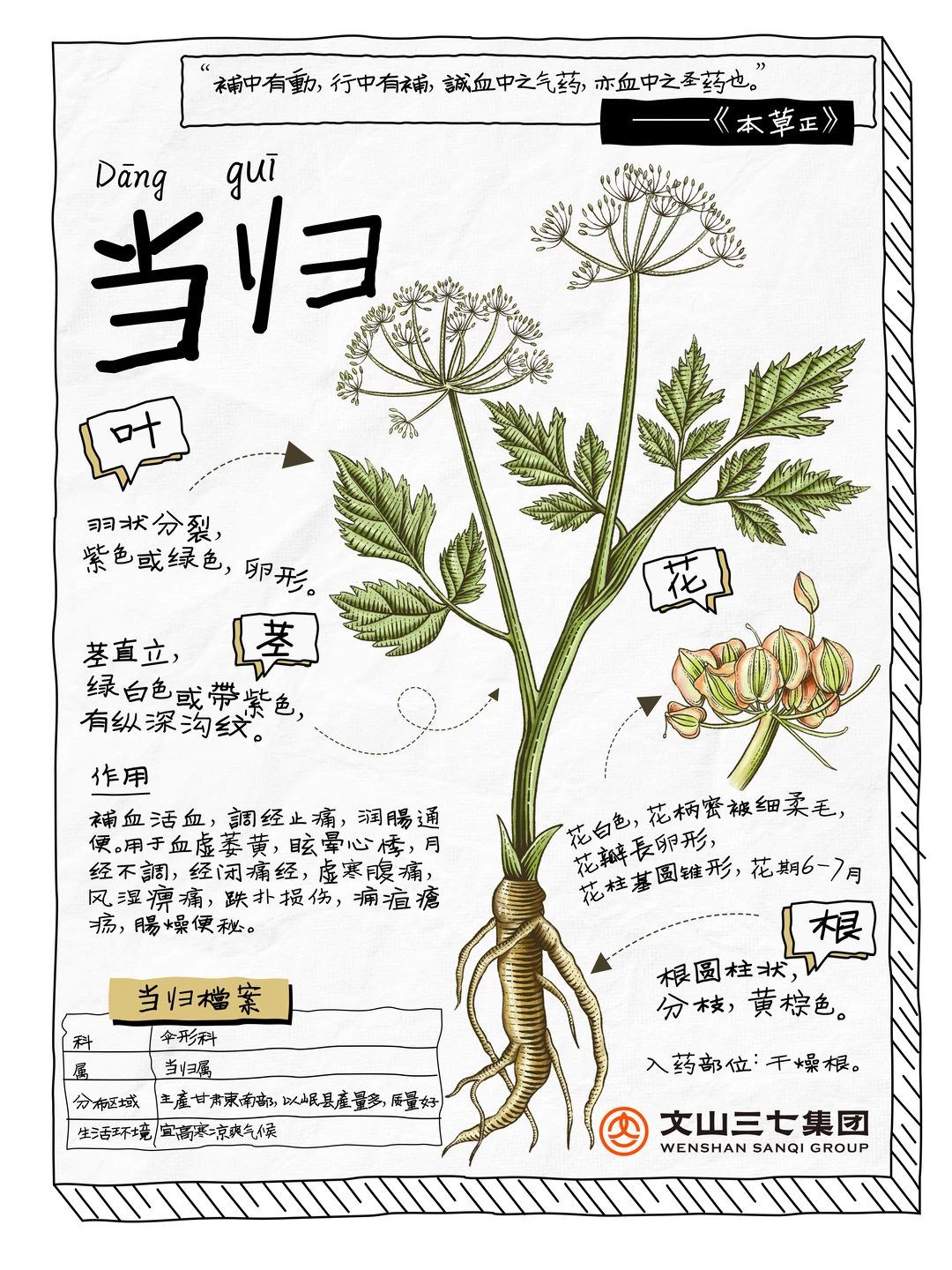 👉🏻每天学习一味中药|当归