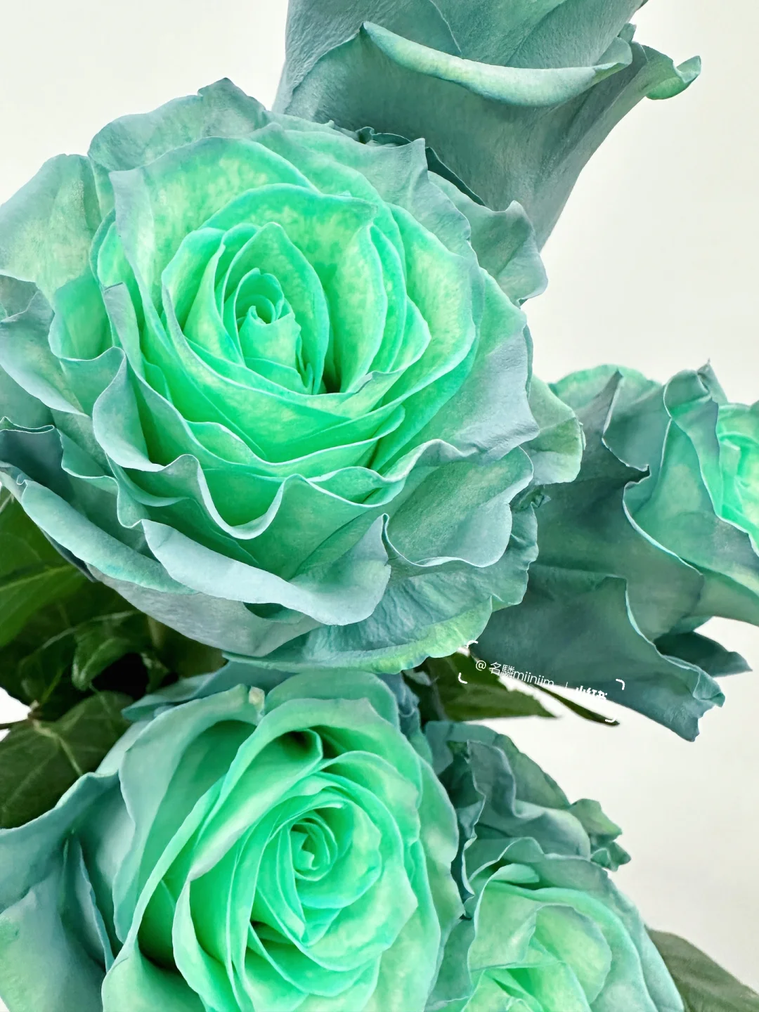 进口玫瑰｜厄瓜多尔“抹茶灰”🟢🔵