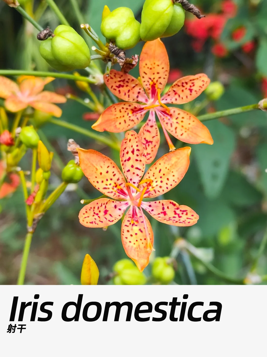 带你每天认识一种花材462｜射干