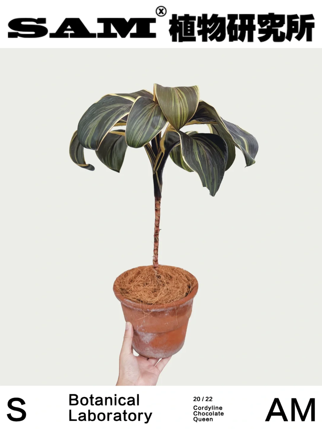 巧克力皇后朱蕉丨Cordyline Fruticosa.