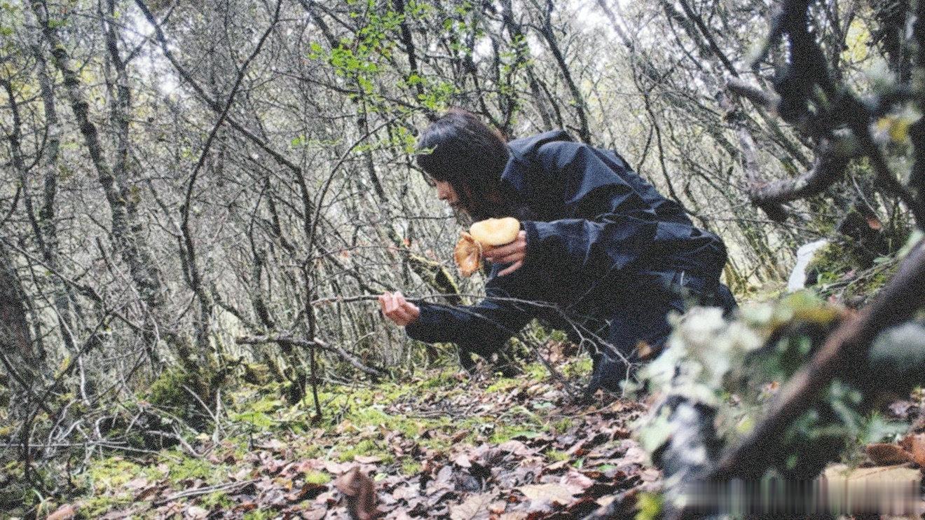 我今天好难
中午间谍任务没完成
下午又和间谍单独在一起
兴高采烈地捡了一袋子毒蘑菇[微笑][微笑]
好想讲给你们听 ​