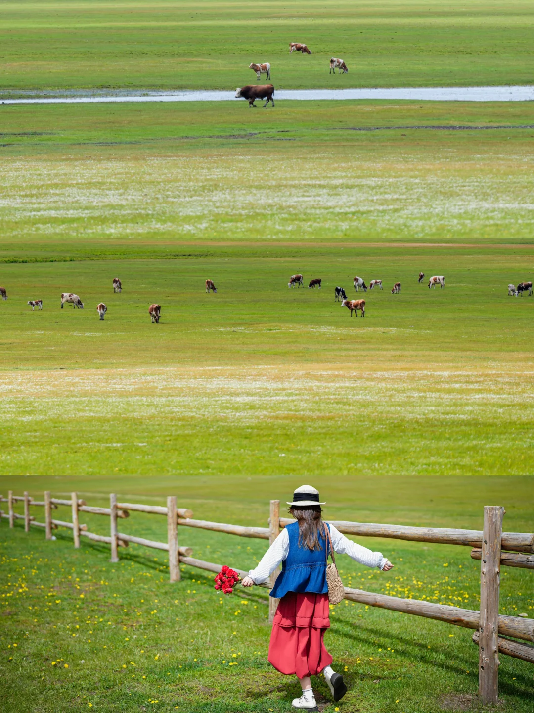 我真的见到了课本里形容的，风吹草低见牛羊