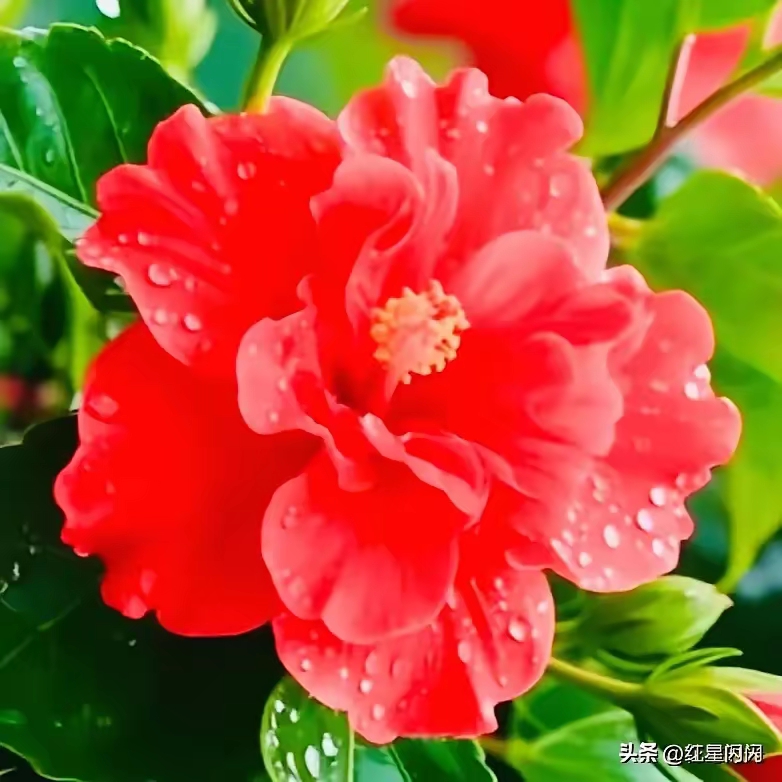 花容月貌，美丽迷人