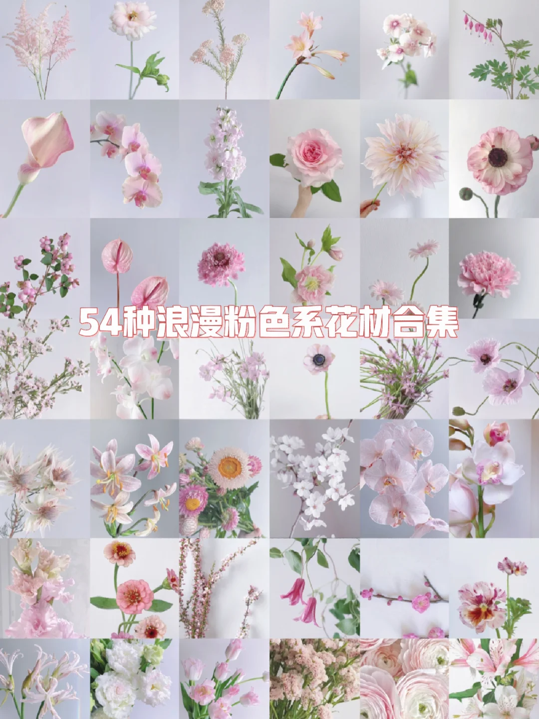🌸🌸花材认识｜粉粉嫩嫩的54种粉色鲜花合集